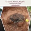 CNB envía equipo especializado a presunto ‘centro de exterminio’ en Nayarit